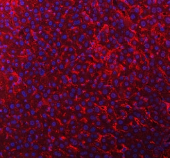 Immunofluorescent staining of FFPE mouse liver tissue with Timd2 antibody (red) and DAPI nuclear stain (blue). HIER: steam section in pH8 EDTA buffer for 20 min.