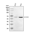 Western blot analysis of KDM8 using anti-KDM8 antibody. Lane 1: human 293T whole cell lysates, Lane 2: human Hela whole cell lysates. After electrophoresis, proteins were transferred to a nitrocellulose membrane at 150 mA for 50-90 min. Blocked the membrane with 5% non-fat milk/TBS for 1.5 hour at RT.