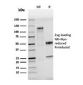 SDS-PAGE analysis of purified, BSA-free TLR4 antibody (clone TLR4/3895R) as confirmation of integrity and purity.