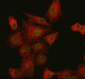 Immunofluorescent staining of SUPT20H using anti-SUPT20H antibody (green) and anti-Beta Tubulin antibody (red). SUPT20H was detected in an immunocytochemical section of cells. Enzyme antigen retrieval was performed using IHC enzyme antigen retrieval reagent for 15 mins. The cells were blocked with 10% goat serum. And then incubated with 5 ug/ml rabbit anti-SUPT20H antibody and mouse anti-Beta Tubulin antibody overnight at 4oC.