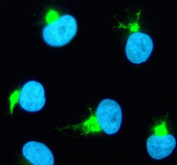 Immunofluorescent staining of TBXAS1 using anti-TBXAS1 antibody (green). TBXAS1 was detected in an immunocytochemical section of cells. Enzyme antigen retrieval was performed using IHC enzyme antigen retrieval reagent for 15 mins. The cells were blocked with 10% goat serum. And then incubated with 5 ug/ml rabbit anti-TBXAS1 antibody overnight at 4oC. DyLight 488 Conjugated Goat Anti-Rabbit IgG was used as secondary antibody at 1:500 dilution and incubated for 30 min at 37oC.