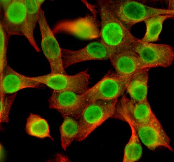 Immunofluorescent staining of NEK5 using anti-NEK5 antibody (green) and anti-Beta Tubulin antibody (red). NEK5 was detected in an immunocytochemical section of NIH/3T3 cells. Enzyme antigen retrieval was performed using IHC enzyme antigen retrieval reagent for 15 mins. The cells were blocked with 10% goat serum. And then incubated with 5 ug/ml rabbit anti-NEK5 antibody and mouse anti-Beta Tubulin antibody overnight at 4oC.