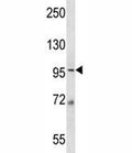 MCM6 antibody western blot analysis in 293 lysate. Expected molecular weight: 92-105 kDa.