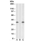 Western blot testing of HEK293 lysate overexpressing human PIM2-MYC with PIM2 antibody (0.1ug/ml) in Lane A and anti-MYC (1/1000) in lane C. Mock-transfected HEK293 probed with PIM2 (0.1ug/ml) in Lane B. Predicted molecular weight: ~34kDa.