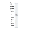 Western blot testing of human HeLa cell lysate with TP53 antibody (clone TRP/816).