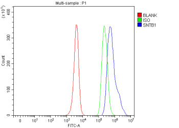 Flow Cytometry analysis of human JK cells using anti-SNTB1 antibody. Overlay histogram showing JK cells stained with (Blue line). To facilitate intracellular staining, cells were fixed with 4% paraformaldehyde and permeabilized with permeabilization buffer. The cells were blocked with 10% normal goat serum. And then incubated with rabbit anti-SNTB1 antibody (1 ug/million cells) for 30 min at 20oC.