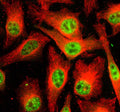 Immunofluorescent staining of PRP4K using anti-PRP4K antibody (green) and anti-Beta Tubulin antibody (red). PRP4K was detected in an immunocytochemical section of Hela cells. Enzyme antigen retrieval was performed using IHC enzyme antigen retrieval reagent for 15 mins. The cells were blocked with 10% goat serum. And then incubated with 5 ug/ml rabbit anti-PRP4K antibody and mouse anti-Beta Tubulin antibody overnight at 4oC.