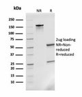 SDS-PAGE analysis of purified, BSA-free MCP2 antibody (clone CCL8/3311) as confirmation of integrity and purity.