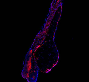 Immunofluorescent staining of FFPE zebrafish embryo tissue with Zebrafish Atp6v1a antibody (red) and DAPI nuclear stain (blue). HIER: steam section in pH8 EDTA buffer for 20 min.