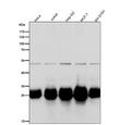 Western blot testing of human samples using the BCL2L1 antibody at 1:1000 dilution for 1 hour at room temperature. A major band is detected at approximately 26-32 kDa, consistent with BCL2L1/Bcl-xL. A faint band around 50 kDa is occasionally observed in some cell lines and may represent an SDS-resistant Bcl-xL dimer or complex; this band is much weaker than the monomeric species.