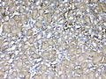 IHC testing of FFPE mouse kidney tissue with GST pi antibody at 1ug/ml. Required HIER: steam section in pH6 citrate buffer for 20 min and allow to cool prior to testing.