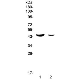 Western blot testing of human 1) SW620 and 2) HepG2 lysate with MUC7 antibody at 0.5ug/ml. Predicted molecular weight ~39 kDa.
