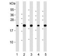 Western blot testing of human 1) liver, 2) HepG2, 3) 293T, 4) kidney and 5) ThP-1 lysate with GPX1 antibody. Predicted molecular weight ~22 kDa.