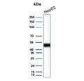 Western blot testing of human HepG2 cell lysate with recombinant CD147 antibody (clone BSG/9223R). Expected molecular weight: 27-66 kDa depending on level of glycosylation.