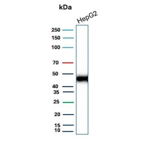 Western blot testing of human HepG2 cell lysate with recombinant CD147 antibody (clone BSG/9223R). Expected molecular weight: 27-66 kDa depending on level of glycosylation.