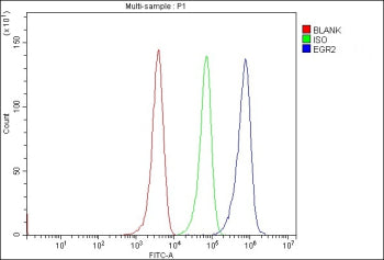 Flow Cytometry analysis of MCF-7 cells using anti-EGR2 antibody. Overlay histogram showing MCF-7 cells stained with (Blue line). To facilitate intracellular staining, cells were fixed with 4% paraformaldehyde and permeabilized with permeabilization buffer. The cells were blocked with 10% normal goat serum. And then incubated with rabbit anti-EGR2 antibody (1 ug/million cells) for 30 min at 20oC.