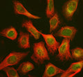 Immunofluorescent staining of CHP2 using anti-CHP2 antibody (green) and anti-Beta Tubulin antibody (red). CHP2 was detected in an immunocytochemical section of Hela cells. Enzyme antigen retrieval was performed using IHC enzyme antigen retrieval reagent for 15 mins. The cells were blocked with 10% goat serum. And then incubated with 5 ug/ml rabbit anti-CHP2 antibody and mouse anti-Beta Tubulin antibody overnight at 4oC.