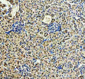 Immunohistochemical staining of CDK2(Phospho-T160)/CDK1(Phospho-T161) using anti-Phospho-CDK2/CDK1 (Thr160/Thr161) antibody. CDK2(Phospho-T160)/CDK1(Phospho-T161) was detected in a paraffin-embedded section of mouse kidney tissue. Heat mediated antigen retrieval was performed in EDTA buffer (pH 8.0, epitope retrieval solution). The tissue section was blocked with 10% goat serum. The tissue section was then incubated with a dilution of 1:50 rabbit anti-Phospho-CDK2/CDK1 (Thr160/Thr161) antibody overnight at