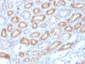 IHC testing of FFPE human kidney with Renalase antibody (clone RNLS/1940). HIER: boil tissue sections in pH6, 10mM citrate buffer, for 10-20 min followed by cooling at RT for 20 min.