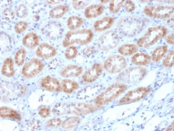 IHC testing of FFPE human kidney with Renalase antibody (clone RNLS/1940). HIER: boil tissue sections in pH6, 10mM citrate buffer, for 10-20 min followed by cooling at RT for 20 min.