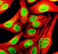 Immunofluorescent staining of TFAP4 using anti-TFAP4 antibody (green) and anti-Beta Tubulin antibody (red). TFAP4 was detected in an immunocytochemical section of Hela cells. Enzyme antigen retrieval was performed using IHC enzyme antigen retrieval reagent for 15 mins. The cells were blocked with 10% goat serum. And then incubated with 5 ug/ml rabbit anti-TFAP4 antibody and mouse anti-Beta Tubulin antibody overnight at 4oC.