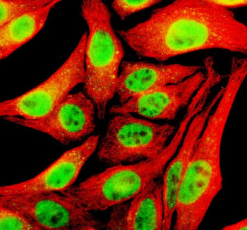Immunofluorescent staining of TFAP4 using anti-TFAP4 antibody (green) and anti-Beta Tubulin antibody (red). TFAP4 was detected in an immunocytochemical section of Hela cells. Enzyme antigen retrieval was performed using IHC enzyme antigen retrieval reagent for 15 mins. The cells were blocked with 10% goat serum. And then incubated with 5 ug/ml rabbit anti-TFAP4 antibody and mouse anti-Beta Tubulin antibody overnight at 4oC.