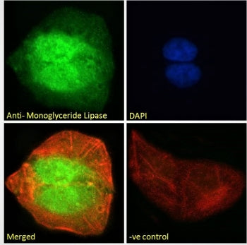 Immunofluorescent staining of fixed and permeabilized human U-2 OS cells with Monoglyceride lipase antibody (green) at 10ug/ml, Phalloidin (red) and DAPI nuclear stain (blue).