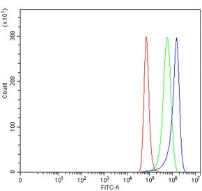 Flow cytometry testing of human HeLa cells with SNCG antibody at 1ug/million cells (blocked with goat sera); Red=cells alone, Green=isotype control, Blue= SNCG antibody.