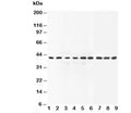 Western blot testing of ERK2 antibody and Lane 1:  human placenta; 2: rat liver; 3: rat brain; 4: rat thymus; 5: HeLa; 6: SMMC-7721; 7: COLO320; 8: MM231; 9: CEM