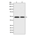 Western blot testing of 1) human MCF7 and 2) rat brain lysate with Alpha Enolase antibody. Predicted molecular weight ~47 kDa.