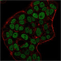 Immunofluorescence staining of PFA-fixed human MCF-7 cells with MSH6 antibody (green, clone MSH6/3091) and Phalloidin (red).