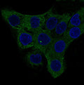 Immunofluorescent staining of FFPE human A431 cells with ACTA2 antibody (green) and DAPI nuclear stain (blue). HIER: steam section in pH6 citrate buffer for 20 min.