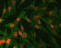 Immunofluorescent staining of FFPE human U-87 MG cells with Abelson interactor 2 antibody (red) and Beta Tubulin mAb (green). HIER: steam section in pH6 citrate buffer for 20 min.