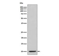 Western blot testing with IP10 antibody. Predicted molecular weight: 8-11 kDa.