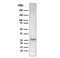 Western blot testing of human liver tissue lysate using recombinant HSPB1 antibody (clone rHSPB1/6489). Predicted molecular weight: 23-27 kDa.