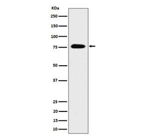 Western blot testing of human HEK293 cell lysate with TORC3 antibody. Predicted molecular weight ~67 kDa but commonly observed at 70-80 kDa.