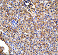 Immunohistochemical analysis of Ttc7b protein using Zebrafish Ttc7b antibody, HRP secondary and DAB substrate with paraffin-embedded zebrafish liver tissue. HIER: boil tissue sections in pH8 EDTA for 20 min and allow to cool before testing.