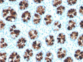 IHC staining of FFPE human colon with ITLN1 antibody. HIER: boil tissue sections in pH 9 10mM Tris with 1mM EDTA for 20 min and allow to cool before testing.