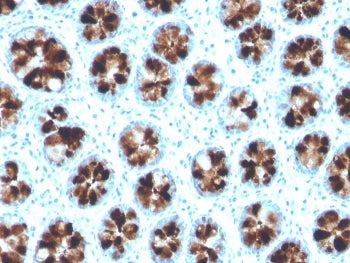 IHC staining of FFPE human colon with ITLN1 antibody. HIER: boil tissue sections in pH 9 10mM Tris with 1mM EDTA for 20 min and allow to cool before testing.