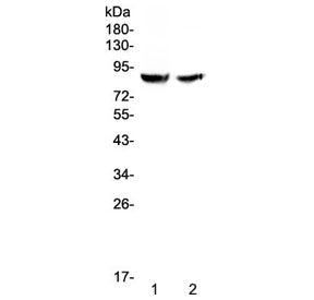 Western blot testing of human 1) HK-2 and 2) 293T cell lysate with Pendrin antibody at 0.5ug/ml. Predicted molecular weight ~86 kDa.