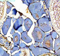 Immunohistochemical analysis of Zebrafish Dmrt1 protein using Zebrafish Dmrt1 antibody and zebrafish ovary tissue. HIER: boil tissue sections in pH8 EDTA for 20 min and allow to cool before testing.
