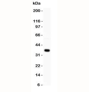 Western blot testing of WNT4 antibody and MCF-7 lysate. Expected molecular weight: 35~46 kDa depending on glycosylation level.