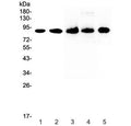 Western blot testing of 1) human HeLa, 2) human 22RV1, 3) rat spleen, 4) rat thymus and 5) mouse spleen lysate with CD44 antibody at 0.5ug/ml. Predicted molecular weight ~81 kDa.