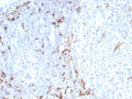 IHC staining of FFPE human tonsil tissue with CD163 antibody (clone M130/8822R). HIER: boil tissue sections in pH 9 10mM Tris with 1mM EDTA for 20 min and allow to cool before testing.