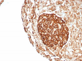 IHC staining of FFPE human pancreas tissue with CD99 antibody (clone rMIC2/8746). HIER: boil tissue sections in pH 9 10mM Tris with 1mM EDTA for 20 min and allow to cool before testing.