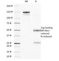 SDS-PAGE Analysis of Purified, BSA-Free Integrin Beta 4 Antibody (clone UM-A9). Confirmation of Integrity and Purity of the Antibody.