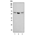 Western blot testing of 1) human U-2 OS, 2) rat PC-12 and 3) mouse NIH 3T3 cell lysate with Syndecan 3 antibody. Predicted molecular weight ~46 kDa but may be observed at higher molecular weights due to glycosylation.