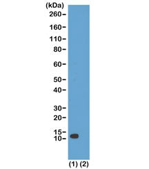 Western blot test of (1) acid extracts of HeLa cells and (2) recombinant Histone H4 using recombinant H4K20ac antibody at 1 ug/ml showed a band of Histone H4 acetylated at Lysine 20 in HeLa cells.