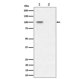 Western blot testing of lysate from human 293T cells, untreated (1) and Lambda Phosphatase treated (2), with Phospho-Nucleolin antibody.