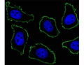 Fluorescent image of A549 cell stained with CD33 antibody at 1:25. CD33 immunoreactivity is localized to the membrane.